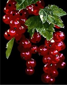 Розпис по номерах 40х50 AH1019 Червона смородина на чорному фоні "Strateg"