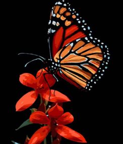 Розпис по номерах 30х40 FH-13 Краса метелика на червоному цвіті на чорному фоні "Strateg"