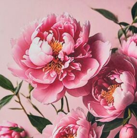 Алмазна мозаїка 30х30 HEE16346 Півонії на рожеву тілі "Strateg"