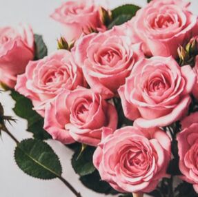 Алмазна мозаїка 30х30 HEE16347 Ніжність рожевих троянд "Strateg"