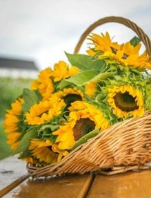 Алмазна мозаїка 40х50 JSFH85869 Соняхи у кошику "Strateg"