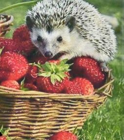 Алмазна мозаїка 30х40 HEG86093 Їжачок та полуниця "Strateg"