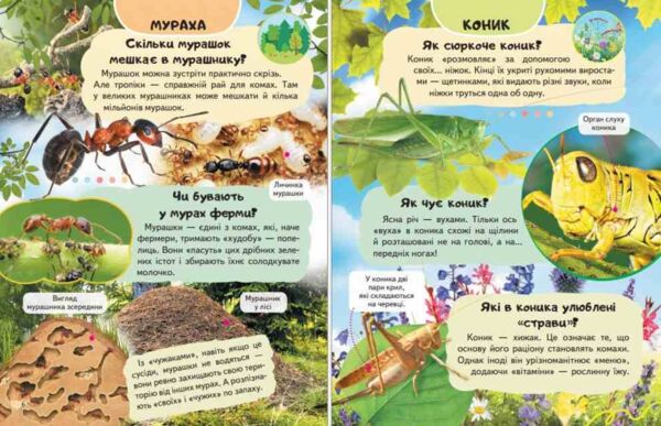 Енциклопедія Комахи та інші Ціна (цена) 64.00грн. | придбати  купити (купить) Енциклопедія Комахи та інші доставка по Украине, купить книгу, детские игрушки, компакт диски 1