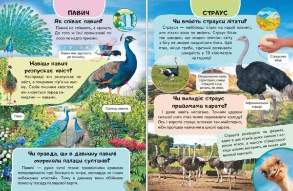 Енциклопедія Птахи Ціна (цена) 64.00грн. | придбати  купити (купить) Енциклопедія Птахи доставка по Украине, купить книгу, детские игрушки, компакт диски 4