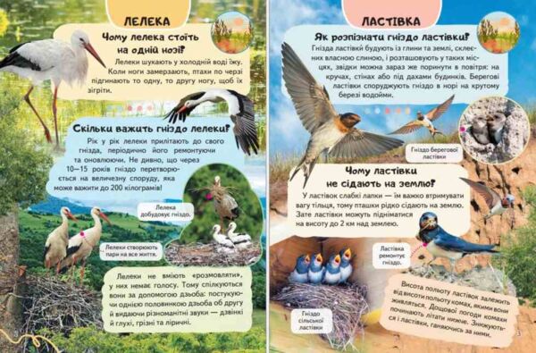 Енциклопедія Птахи Ціна (цена) 64.00грн. | придбати  купити (купить) Енциклопедія Птахи доставка по Украине, купить книгу, детские игрушки, компакт диски 2