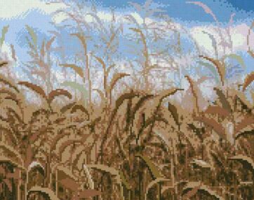 Алмазна мозаїка б/підрамн 40х50 ZAV4050-6 Пшеничне поле "Strateg"