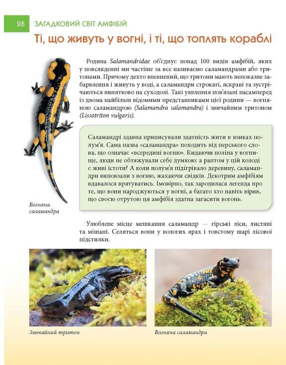 енц для допитл АМФІБІІ загадковий світ формат А-5 Ціна (цена) 105.60грн. | придбати  купити (купить) енц для допитл АМФІБІІ загадковий світ формат А-5 доставка по Украине, купить книгу, детские игрушки, компакт диски 3