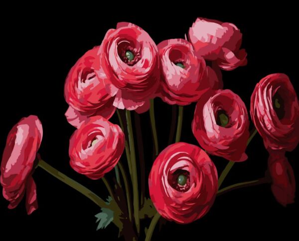 Розпис по номерах 40х50 AH1260 Букет ранункулюсів на чорному фоні Strateg Ціна (цена) 254.36грн. | придбати  купити (купить) Розпис по номерах 40х50 AH1260 Букет ранункулюсів на чорному фоні Strateg доставка по Украине, купить книгу, детские игрушки, компакт диски 0