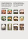 Як і де збирати гриби Ціна (цена) 755.82грн. | придбати  купити (купить) Як і де збирати гриби доставка по Украине, купить книгу, детские игрушки, компакт диски 4
