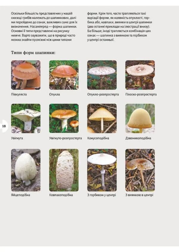 Як і де збирати гриби Ціна (цена) 755.82грн. | придбати  купити (купить) Як і де збирати гриби доставка по Украине, купить книгу, детские игрушки, компакт диски 4