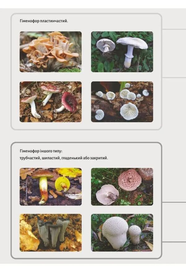 Як і де збирати гриби Ціна (цена) 755.82грн. | придбати  купити (купить) Як і де збирати гриби доставка по Украине, купить книгу, детские игрушки, компакт диски 5
