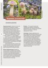 Як і де збирати гриби Ціна (цена) 755.82грн. | придбати  купити (купить) Як і де збирати гриби доставка по Украине, купить книгу, детские игрушки, компакт диски 6