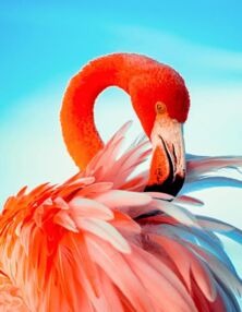 Алмазна мозаїка 40х50 JSFH85873 Яскравий рожевий фламінго "Strateg"