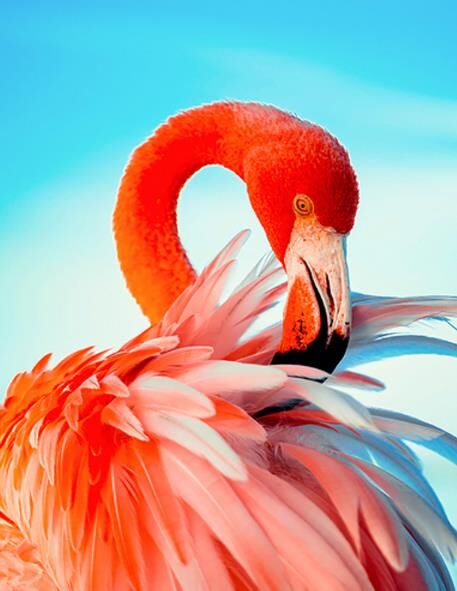 Алмазна мозаїка 40х50 JSFH85873 Яскравий рожевий фламінго Strateg Ціна (цена) 282.78грн. | придбати  купити (купить) Алмазна мозаїка 40х50 JSFH85873 Яскравий рожевий фламінго Strateg доставка по Украине, купить книгу, детские игрушки, компакт диски 0