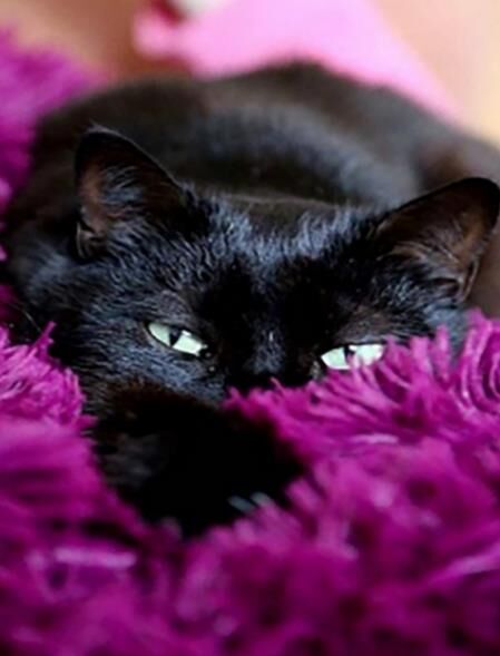 Алмазна мозаїка 40х50 JSFH85875 Чорний котик в покривалі Strateg Ціна (цена) 282.78грн. | придбати  купити (купить) Алмазна мозаїка 40х50 JSFH85875 Чорний котик в покривалі Strateg доставка по Украине, купить книгу, детские игрушки, компакт диски 0