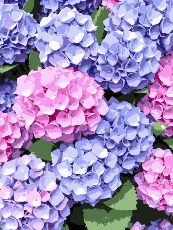 Розпис по номерах 30х40 SS-1284 Гортензії Strateg Ціна (цена) 141.65грн. | придбати  купити (купить) Розпис по номерах 30х40 SS-1284 Гортензії Strateg доставка по Украине, купить книгу, детские игрушки, компакт диски 0