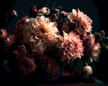 Розпис по номерах 40х50 AH1252 Рожеві жоржини на чорному фоні "Strateg"