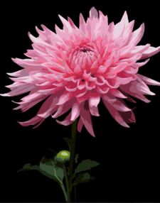 Розпис по номерах 40х50 AH1264 Рожева жоржина на чорному фоні "Strateg"