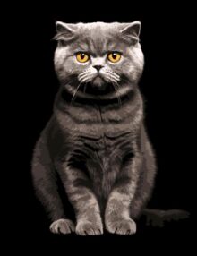 Розпис по номерах 40х50 AH1272 Сірий аристократ на чорному фоні "Strateg"