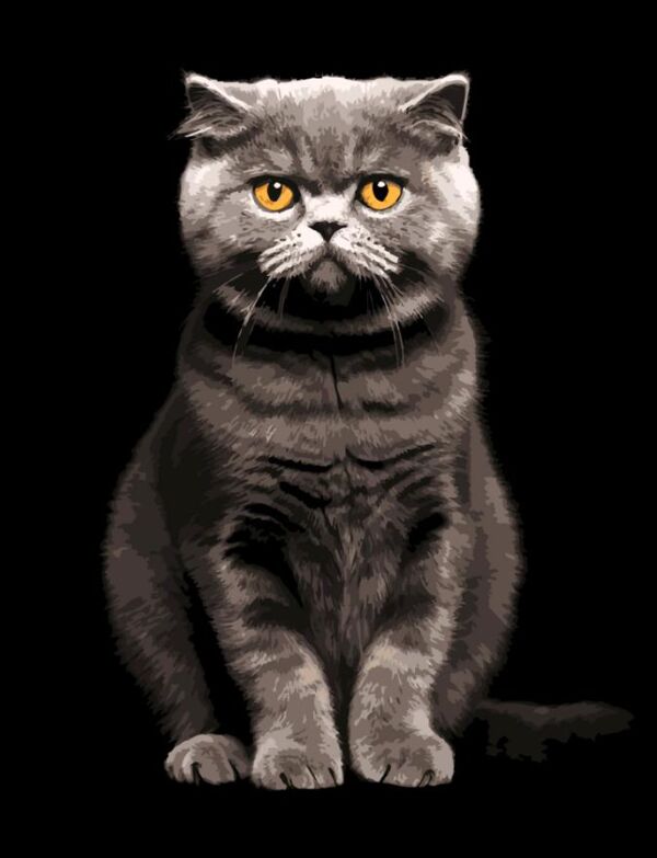 Розпис по номерах 40х50 AH1272 Сірий аристократ на чорному фоні Strateg Ціна (цена) 254.36грн. | придбати  купити (купить) Розпис по номерах 40х50 AH1272 Сірий аристократ на чорному фоні Strateg доставка по Украине, купить книгу, детские игрушки, компакт диски 0