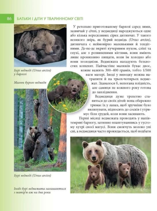 Батьки і діти у тваринному світі енциклопедія для допитливих Ціна (цена) 150.10грн. | придбати  купити (купить) Батьки і діти у тваринному світі енциклопедія для допитливих доставка по Украине, купить книгу, детские игрушки, компакт диски 2