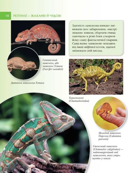 Рептилії жахливі й чудові енциклопедія для допитливих Ціна (цена) 187.00грн. | придбати  купити (купить) Рептилії жахливі й чудові енциклопедія для допитливих доставка по Украине, купить книгу, детские игрушки, компакт диски 2