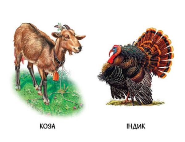 22 картинки Свійські тварини Ціна (цена) 59.30грн. | придбати  купити (купить) 22 картинки Свійські тварини доставка по Украине, купить книгу, детские игрушки, компакт диски 2