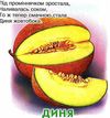 Що це баклажан картонка книга    формат А6 Ціна (цена) 56.50грн. | придбати  купити (купить) Що це баклажан картонка книга    формат А6 доставка по Украине, купить книгу, детские игрушки, компакт диски 2