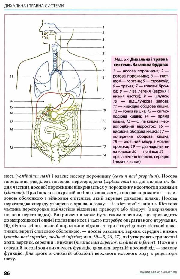 малий атлас з анатомії книга    Медицина Ціна (цена) 132.80грн. | придбати  купити (купить) малий атлас з анатомії книга    Медицина доставка по Украине, купить книгу, детские игрушки, компакт диски 6