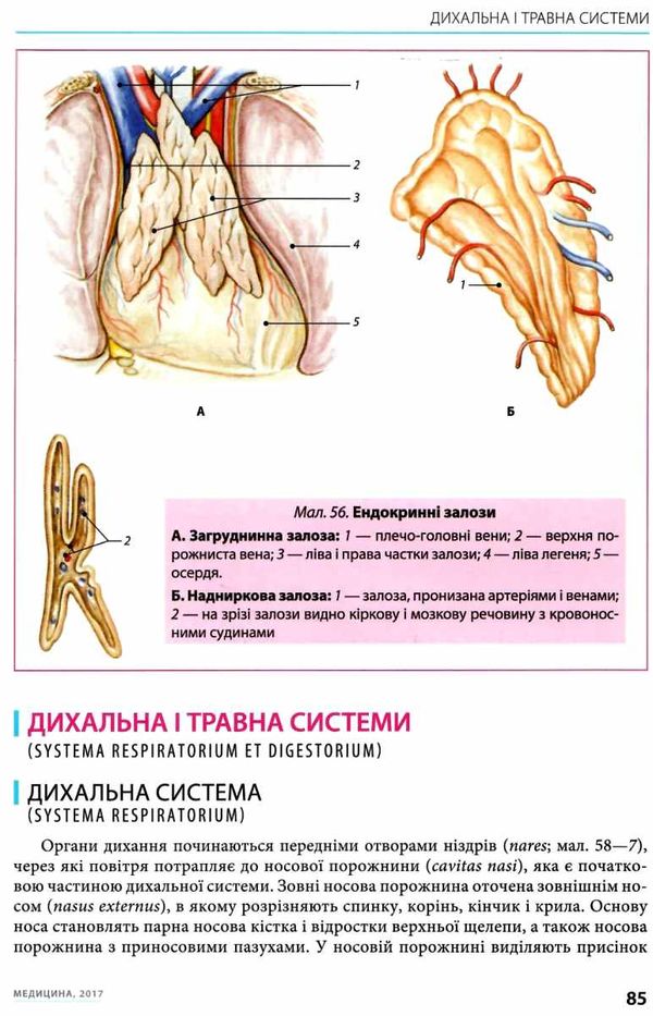 малий атлас з анатомії книга    Медицина Ціна (цена) 132.80грн. | придбати  купити (купить) малий атлас з анатомії книга    Медицина доставка по Украине, купить книгу, детские игрушки, компакт диски 5