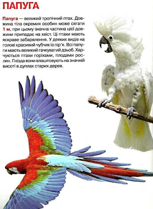 велика книжка птахи книга Ціна (цена) 34.60грн. | придбати  купити (купить) велика книжка птахи книга доставка по Украине, купить книгу, детские игрушки, компакт диски 2