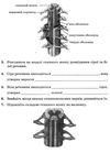 біологія 8 клас зошит для лабораторних досліджень практичних робіт і досліницького практикум  Куліні Ціна (цена) 21.60грн. | придбати  купити (купить) біологія 8 клас зошит для лабораторних досліджень практичних робіт і досліницького практикум  Куліні доставка по Украине, купить книгу, детские игрушки, компакт диски 5