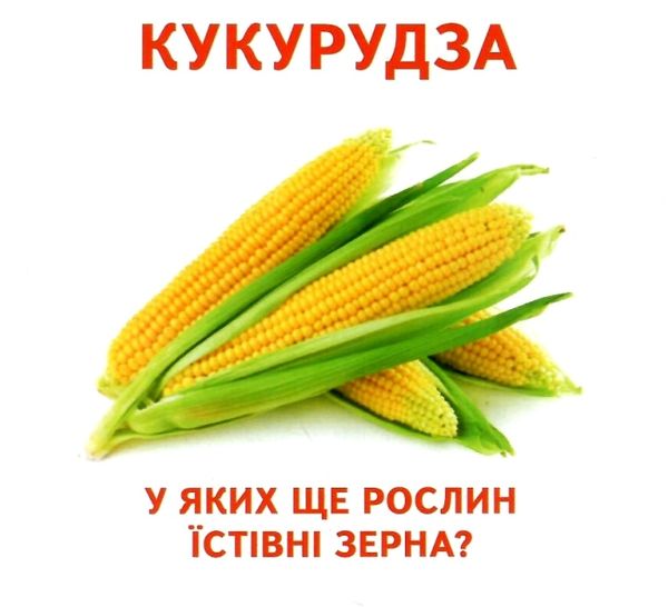 17 роздавальних карток їстивне та неїстивне картки Ціна (цена) 42.40грн. | придбати  купити (купить) 17 роздавальних карток їстивне та неїстивне картки доставка по Украине, купить книгу, детские игрушки, компакт диски 2