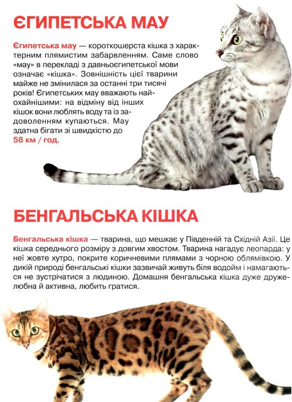 велика книжка кішки книга Ціна (цена) 34.60грн. | придбати  купити (купить) велика книжка кішки книга доставка по Украине, купить книгу, детские игрушки, компакт диски 3