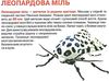 велика книжка комахи книга Ціна (цена) 39.11грн. | придбати  купити (купить) велика книжка комахи книга доставка по Украине, купить книгу, детские игрушки, компакт диски 2
