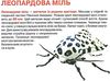 велика книжка комахи книга Ціна (цена) 35.40грн. | придбати  купити (купить) велика книжка комахи книга доставка по Украине, купить книгу, детские игрушки, компакт диски 2