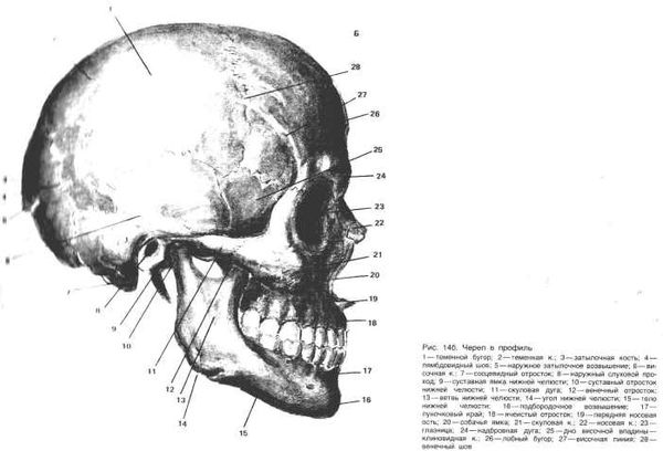 рабинович пластическая анатомия и изображение человека на ее основах книга     Ціна (цена) 1 400.00грн. | придбати  купити (купить) рабинович пластическая анатомия и изображение человека на ее основах книга     доставка по Украине, купить книгу, детские игрушки, компакт диски 6