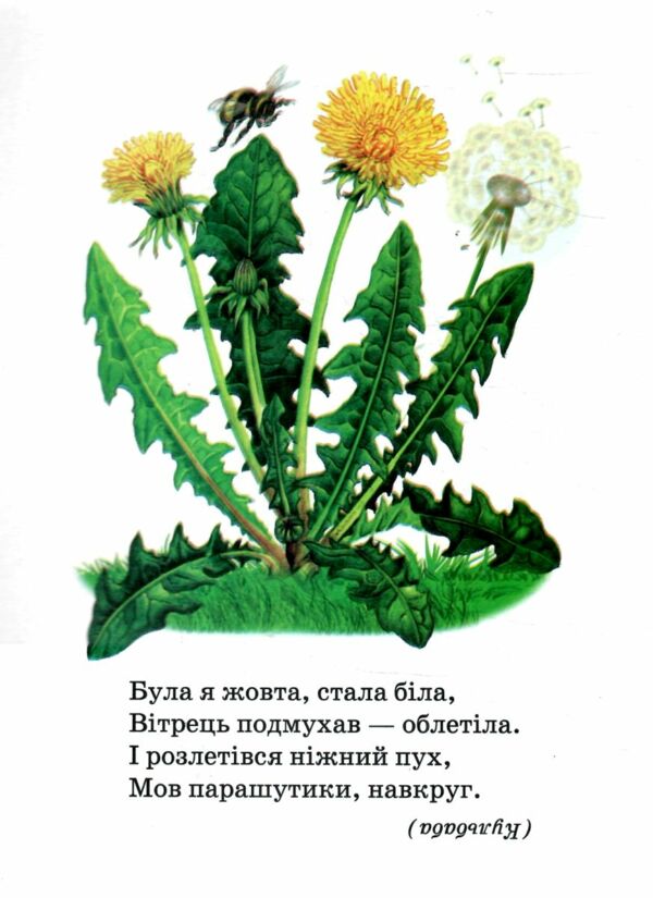 рослини книжка картонка а5 Ціна (цена) 19.20грн. | придбати  купити (купить) рослини книжка картонка а5 доставка по Украине, купить книгу, детские игрушки, компакт диски 1