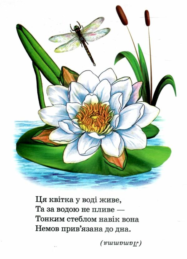 рослини книжка картонка а5 Ціна (цена) 19.20грн. | придбати  купити (купить) рослини книжка картонка а5 доставка по Украине, купить книгу, детские игрушки, компакт диски 4