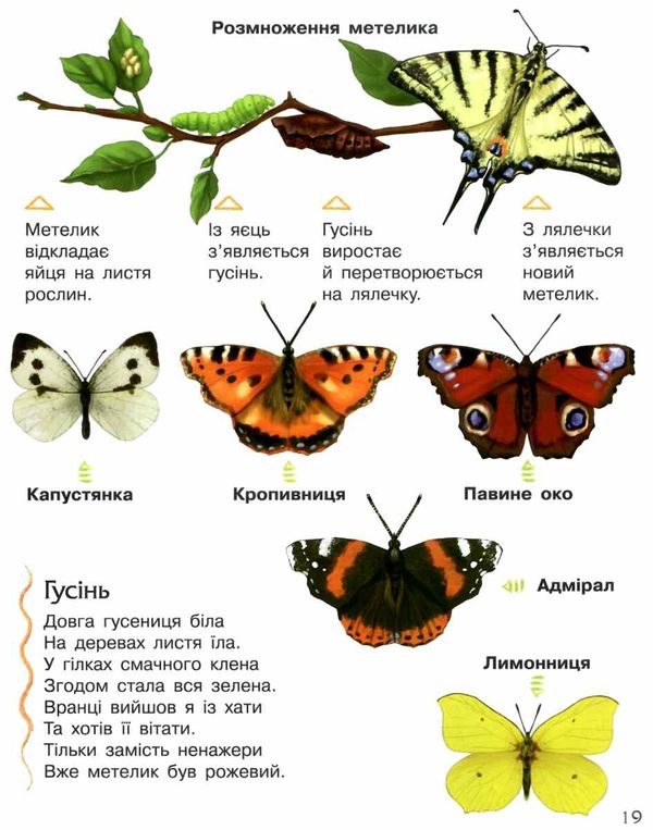 енциклопедія дошкільника комахи Ціна (цена) 54.94грн. | придбати  купити (купить) енциклопедія дошкільника комахи доставка по Украине, купить книгу, детские игрушки, компакт диски 4