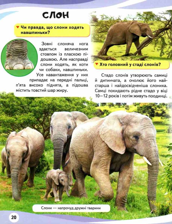 енциклопедія мами та малюки тигр книга    серія енциклопедія у запитаннях та ві Ціна (цена) 73.80грн. | придбати  купити (купить) енциклопедія мами та малюки тигр книга    серія енциклопедія у запитаннях та ві доставка по Украине, купить книгу, детские игрушки, компакт диски 6