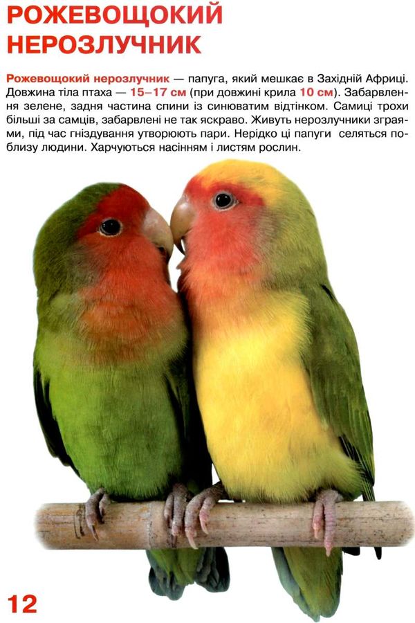 велика книжка папуги Ціна (цена) 34.60грн. | придбати  купити (купить) велика книжка папуги доставка по Украине, купить книгу, детские игрушки, компакт диски 2