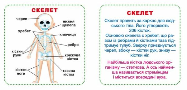 розумні картки моє тіло 30 карток Ціна (цена) 100.00грн. | придбати  купити (купить) розумні картки моє тіло 30 карток доставка по Украине, купить книгу, детские игрушки, компакт диски 1