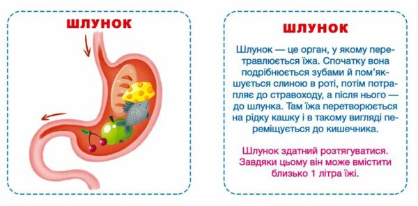 розумні картки моє тіло 30 карток Ціна (цена) 100.00грн. | придбати  купити (купить) розумні картки моє тіло 30 карток доставка по Украине, купить книгу, детские игрушки, компакт диски 2