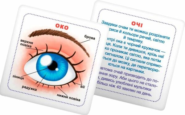 розумні картки моє тіло 30 карток Ціна (цена) 100.00грн. | придбати  купити (купить) розумні картки моє тіло 30 карток доставка по Украине, купить книгу, детские игрушки, компакт диски 3