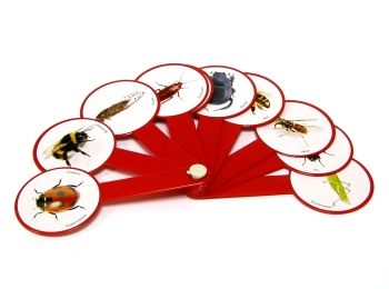 Віяло комах