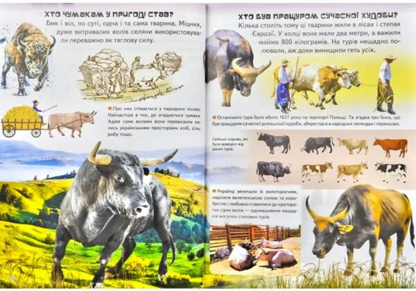 Дивовижна енциклопедія тварин у запитаннях і відповідях книга Ціна (цена) 458.20грн. | придбати  купити (купить) Дивовижна енциклопедія тварин у запитаннях і відповідях книга доставка по Украине, купить книгу, детские игрушки, компакт диски 11