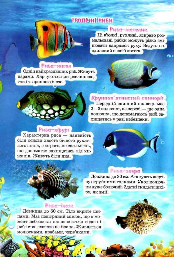 Підводний світ Моя перша енциклопедія книжка картонка а4 Ціна (цена) 35.00грн. | придбати  купити (купить) Підводний світ Моя перша енциклопедія книжка картонка а4 доставка по Украине, купить книгу, детские игрушки, компакт диски 2