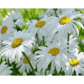 Розпис по номерах 40х50 GX5590 Ромашки в тіні brushme Брашми