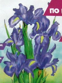 ИД Розпис по полотну 25х35 7113 Іриси "Ідейка"